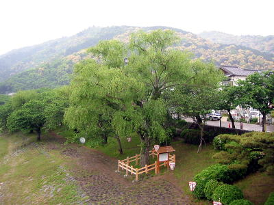 巌流ゆかりの柳 